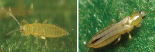 Thrips nimfi ve Thrips ergini.